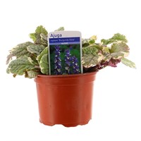 Ajuga Reptans 'Burgandy Glow' 10.5cm Pot Bedding