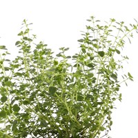 Thyme Lemon Varigated 10.5cm Pot Bedding 