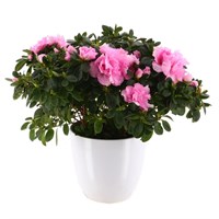 Azalea (Pink) in White Decorative Pot - 14cm