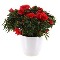 Azalea (Red) in White Decorative Pot - 14cm