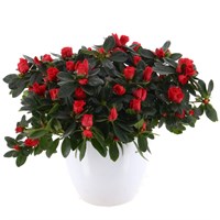 Azalea (Red) In White Decorative Pot - 12cm