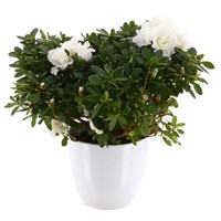 Azalea (White) in White Decorative Pot - 14cm