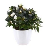 Azalea (White) In White Decorative Pot - 12cm