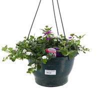 Bacopa Verbena Mixed 25cm Hanging Pot Bedding Basket