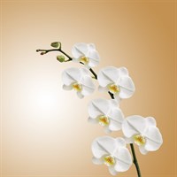 Bourne Valley Orchid Care Talk & Orchid Clinic - Tuesday 12th March 2024