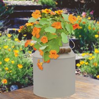 Bee Friends Nasturtium Milkchurn Grow Set Planter (018454)