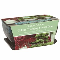 Bee Friends Nuture & Grow Indoor Bonsai Duo Grow Set (151150)