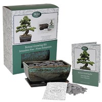 Bees Bonsai Growing Kit Jerusalem Pine (120132)