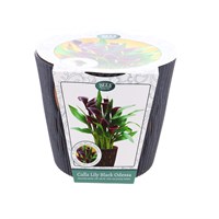 Bees Calla Lily Black Odessa Grow Set (120501)