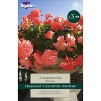 Taylors Bulbs Begonia Aromantics Exotic (2 Pack) (TS241)