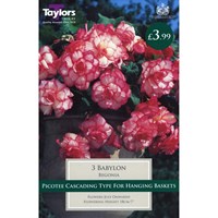 Taylors Bulbs Begonia Babylon Exotic (3 Pack) (TS244)