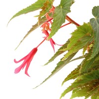 Begonia Bossa Nova Pink Jumbo 6 Pack Boxed Bedding