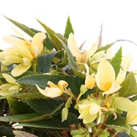 Begonia Bossa Nova Yellow Jumbo 6 Pack Boxed Bedding