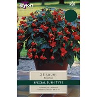 Taylors Bulbs Begonia Firebush Exotic (2 Pack) (TS249)