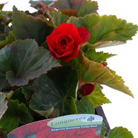 Begonia Nonstop Deep Red 6 Pack Boxed Bedding