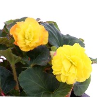 Begonia Nonstop Yellow 6 Pack Boxed Bedding