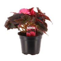 Begonia Mocca Pink 13cm Pot Bedding