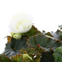 Begonia Nonstop Citrus Mixed 6 Pack Boxed Bedding