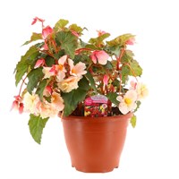 Begonia Non Stop Mixed Pale Pink 6.5L Pot Bedding 