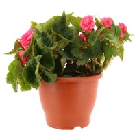 Begonia Non Stop Mixed Pink 6.5L Pot Bedding
