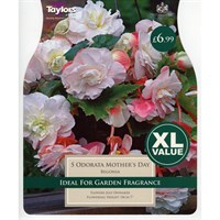 Taylors Bulbs Begonia Odorata Mother's Day (4 Pack) (XL519)