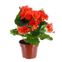 Begonia Houseplant Orange 14cm Pot