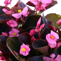 Begonia Semp Pink Bronze Leaf 12 Pack Boxed Bedding