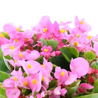 Begonia Semp Pink Green Leaf 12 Pack Boxed Bedding