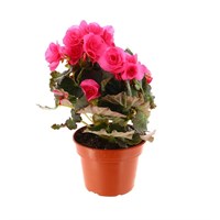 Begonia Houseplant Pink 12cm Pot