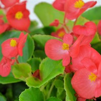 Begonia Semp Red Green Leaf 6 Pack Boxed Bedding