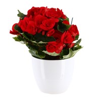 Begonia Houseplant Red 14cm Pot in a White Ceramic Pot