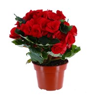Begonia Houseplant Red 14cm Pot