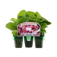 Begonia Semp Green Leaf Pink Mini 6 Boxed Bedding