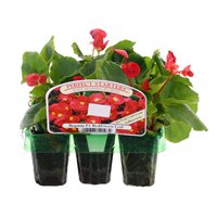 Begonia Semp Green Leaf Red Mini 6 Boxed Bedding