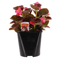 Begonia Semperflorens Pink Bronze Leaf 2L Pot Bedding 