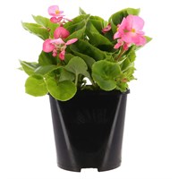 Begonia Semperflorens Pink Green Leaf 2L Pot Bedding 