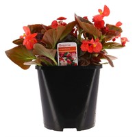 Begonia Semperflorens Red Bronze Leaf 2L Pot Bedding 