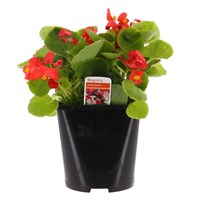Begonia Semperflorens Red Green Leaf 2L Pot Bedding 
