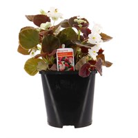 Begonia Semperflorens White Bronze Leaf 2L Pot Bedding 