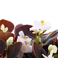 Begonia Semperflorens White Bronze Leaf 6 Pack Boxed Bedding