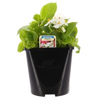 Begonia Semperflorens White Green Leaf 2L Pot Bedding 