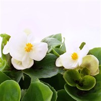 Begonia Semperflorens White Green Leaf 6 Pack Boxed Bedding