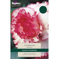 Taylors Bulbs Begonia Starburst (3 Pack) (TS254)