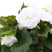 Begonia White 6.5L Pot Bedding