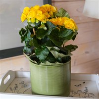 Begonia Yellow Houseplant