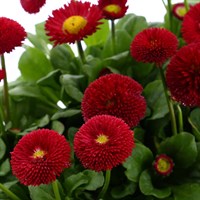 Bellis Pomponette Red 6 Pack Boxed Bedding