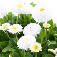 Bellis Pomponette White 6 Pack Boxed Bedding