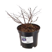 Berberis Thunbergii 'Dart's Red Lady' - 5L Pot