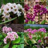 Bergenia Perennial Set - Mixed Colours - 3 x 2L Pots