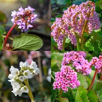 Bergenia Perennial Set - Mixed Colours - 6 x 9cm Pots